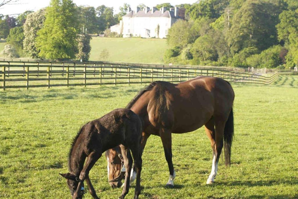 The Jerpoint Thomastown (Kilkenny)